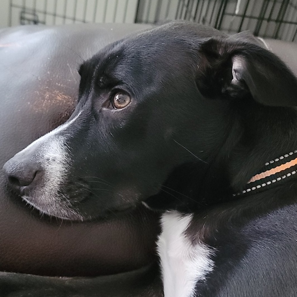 Meet your Posher, Brandi